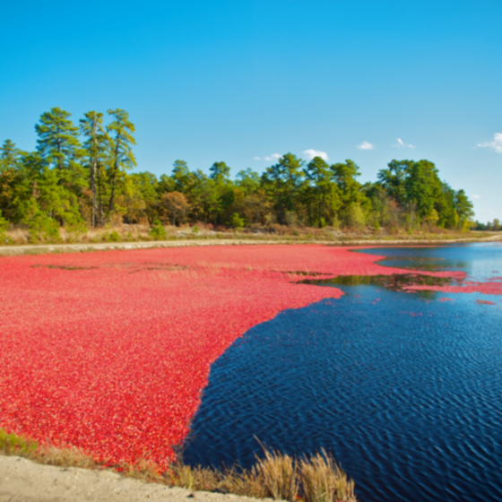 CRAMBERRIES